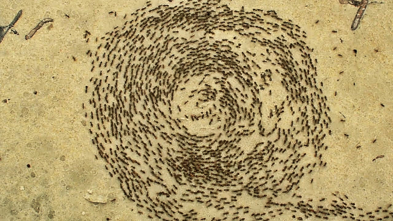 fotografia de una espiral de la muerte de hormigas