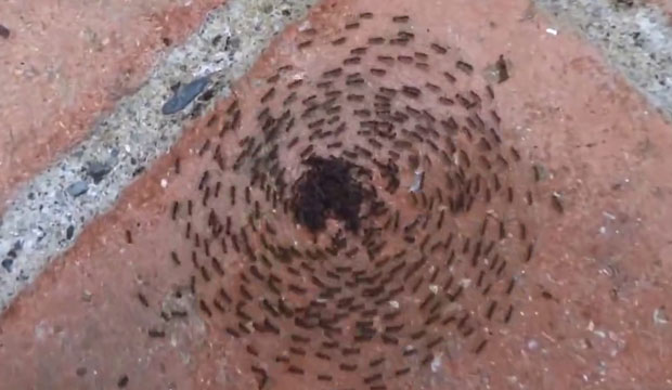 ejemplo de espiral de la muerte de hormigas